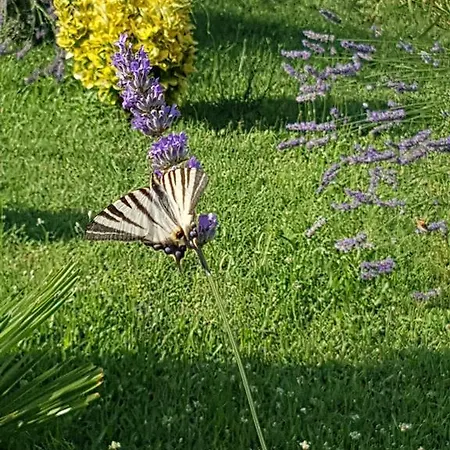 Гостевой дом House Nena Бибинье